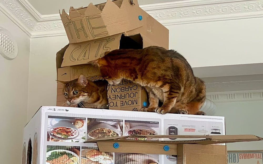 Clever Cardboard Castle Ideas for Kids (and Cats!) Using Makedo